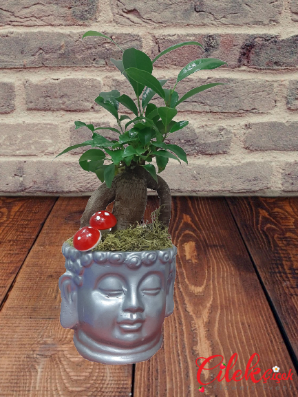 Buda Bonsai