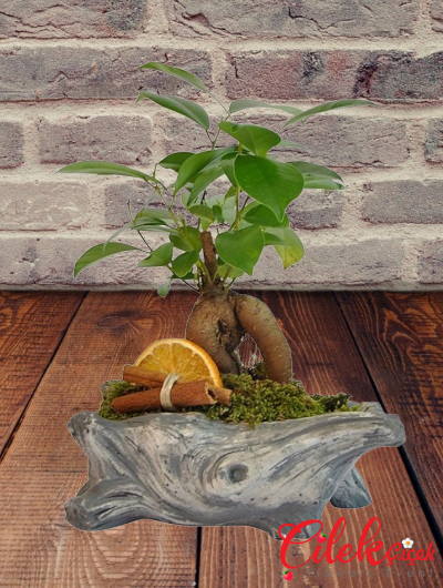 Kaya Bonsai