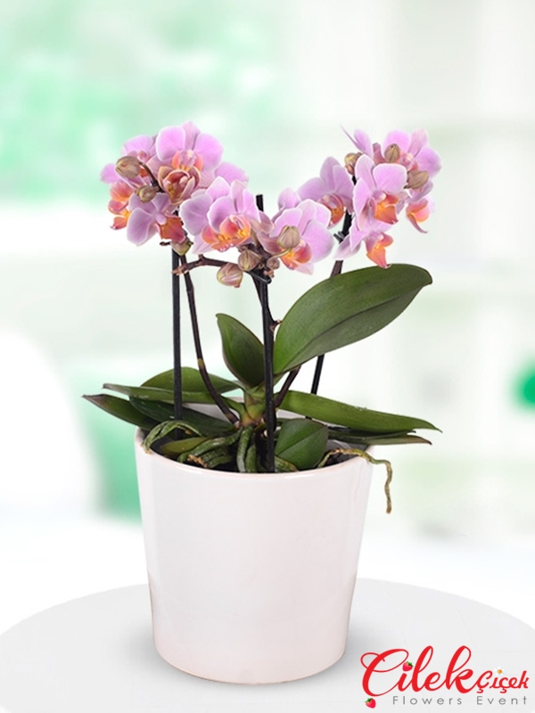 3 Dallı Minyatür Orkide