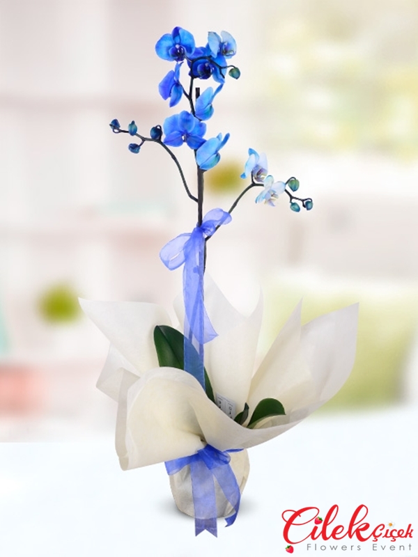 Tekli Mavi Orkide Tanzimi