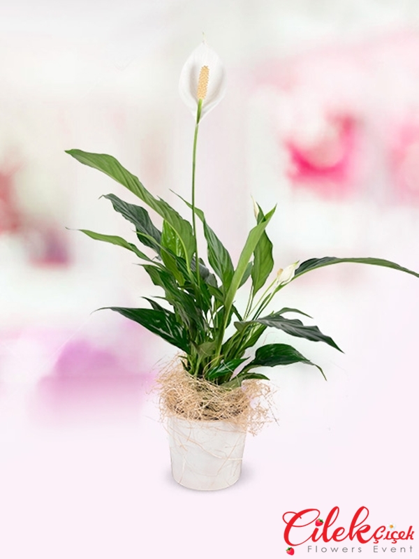 Seramik İçi Spatfilyum Saksı çiçeği