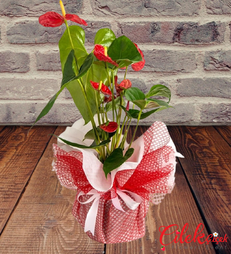 Anthurium Saksı Çiçeği 